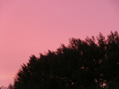 Pink Sunset Windbreak Fast Growth